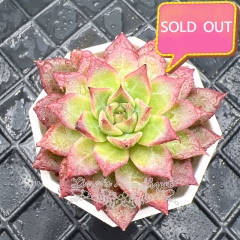 Real & Unique | Echeveria 'Princess Rolan'