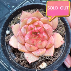 Real & Unique | Echeveria unnamed hybrid variety