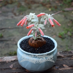 Live succulent plant | Sinningia leucotricha
