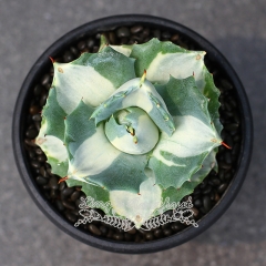 Live succulent plant | Agave potatorum ver schaffeltii 'Compacta' white variegata