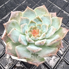 Real & Unique | Echeveria 'ice soul'