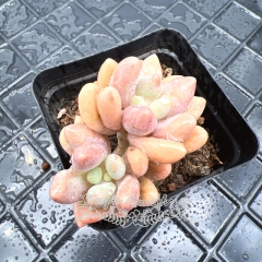 Real & Unique | Pachyphytum 'Pink lover' (Pachyphytum 'Machucae' sp)