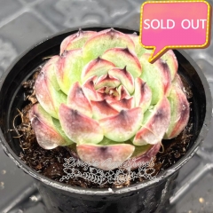 Real & Unique | Echeveria Marcel (Princess Seia)