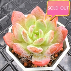 Real & Unique | Echeveria 'StarMark'