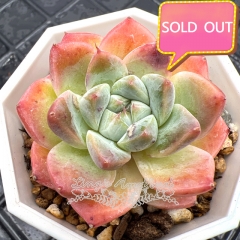 Real & Unique | Echeveria 'Shih Tzu'/ 'Like a dream'