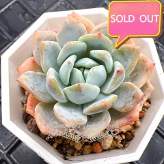 Real & Unique | Echeveria 'snow of dreams' (Echeveria laui sp)