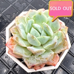 Real & Unique | Echeveria 'sea moon'