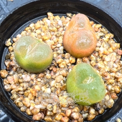 Real & Unique | Conophytum maughanii (a set of 3)