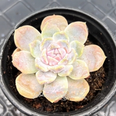 Real & Unique | Echeveria 'Taini Burger'