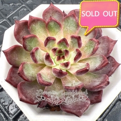 Real & Unique | Echeveria Queen Margot