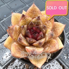 Real & Unique | Echeveria 'Chocolate mousse'