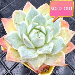 Real & Unique | Echeveria 'Glass Heart'