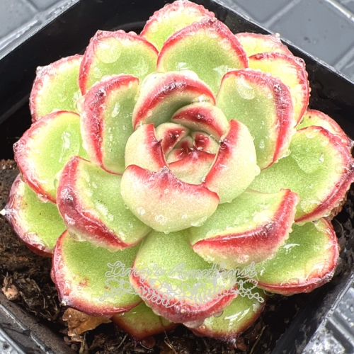 Live succulent plant | Echeveria 'Montblanc'