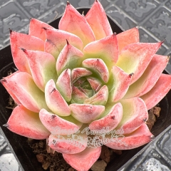 Live succulent plant | Echeveria 'Black Swan'