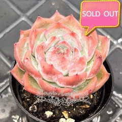 Real & Unique | Echeveria Carol (Caroline)