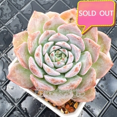 Real & Unique | Echeveria 'Amazing Grace'