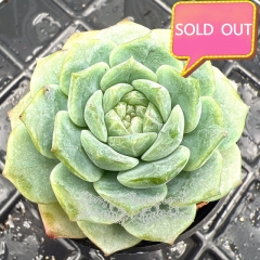 Real & Unique | Echeveria 'pure love'/ 'rock candy pear'