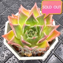 Real & Unique | Echeveria wheat straw sp