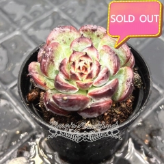 Real & Unique | Echeveria Marcel (Princess Seia)