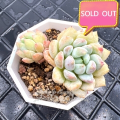 Real & Unique | Pachyphytum 'Pearl'