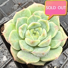 Real & Unique | Echeveria 'White Peach Soda'