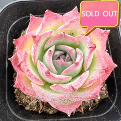 Real & Unique | Echeveria 'Sky World'