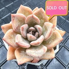 Real & Unique | Echeveria 'Silver Queen'