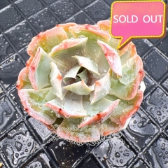 Real & Unique | Echeveria 'Tsunami'