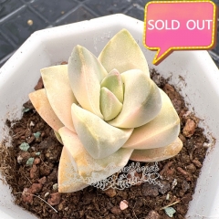 Real & Unique | Crassula 'Moonglow' variegata