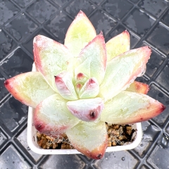 Real & Unique | Echeveria 'Polar bear'