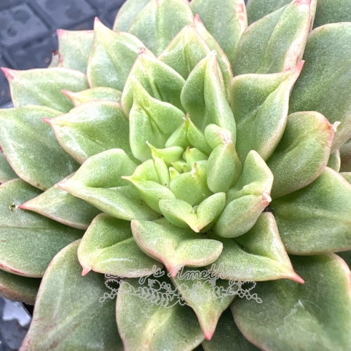 Live succulent plant | Echeveria 'Tesla'