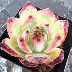 Live succulent plant | Echeveria 'Latam'