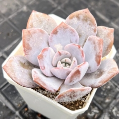 Real & Unique | Echeveria 'Gorgeous snow'