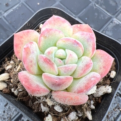 Real & Unique | Echeveria 'water lily'