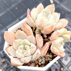 Real & Unique | Echeveria Pretty in Pink