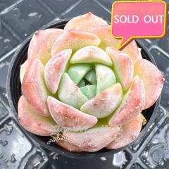 Real & Unique | Echeveria 'Sea dream'