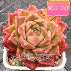 Real & Unique | Echeveria 'conch'