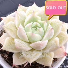 Real & Unique | Echeveria 'White Queen'