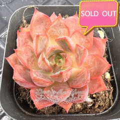 Real & Unique | Echeveria 'Lady Rose' / 'Romantic'