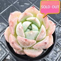 Real & Unique | Echeveria 'Sea dream'