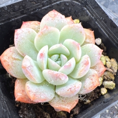 Real & Unique | Echeveria 'snow velvet'