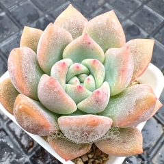 Real & Unique | Echeveria 'fantasy ice'