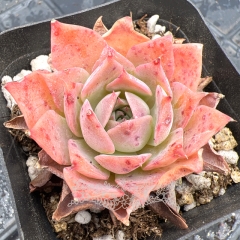 Real & Unique | Echeveria 'secret garden'