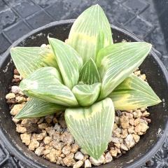 Real & Unique | Haworthia retusa 'emperor' variegata