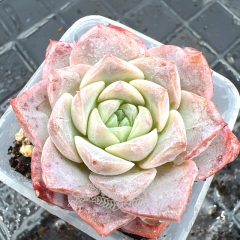 Real & Unique | Echeveria unnamed hybrid variety