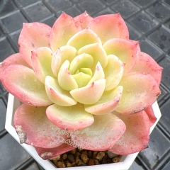 Real & Unique | Echeveria 'cantaloupe'