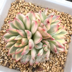 Real & Unique | Echeveria 'Mebina' variegata