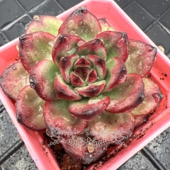 Real & Unique | Echeveria 'TM'