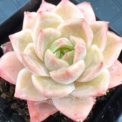 Real & Unique | Echeveria 'lotus fairy'