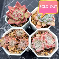 Real & Unique | A set of 4 succulents